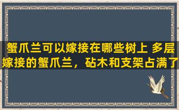 蟹爪兰可以嫁接在哪些树上 多层嫁接的蟹爪兰，砧木和支架占满了花盆空间，怎样换盆呢